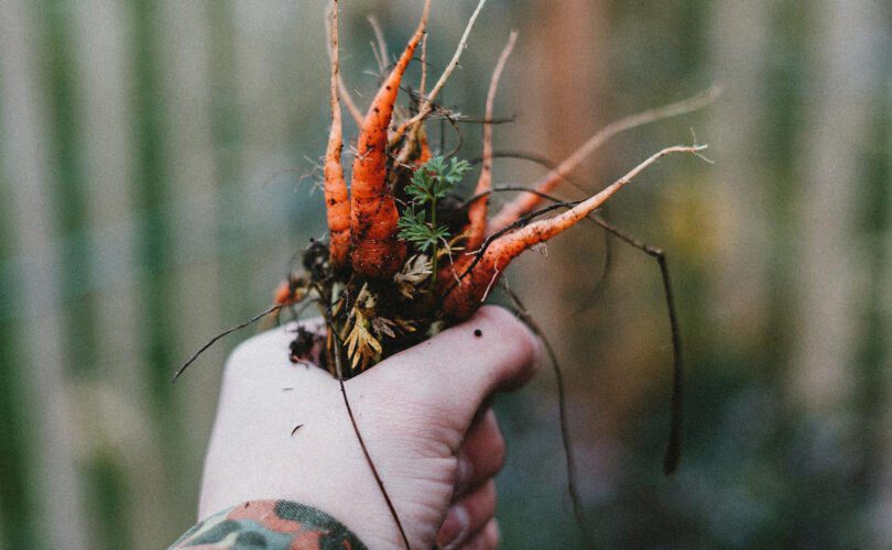 Pinfold Farm Shop freshly picked carrots